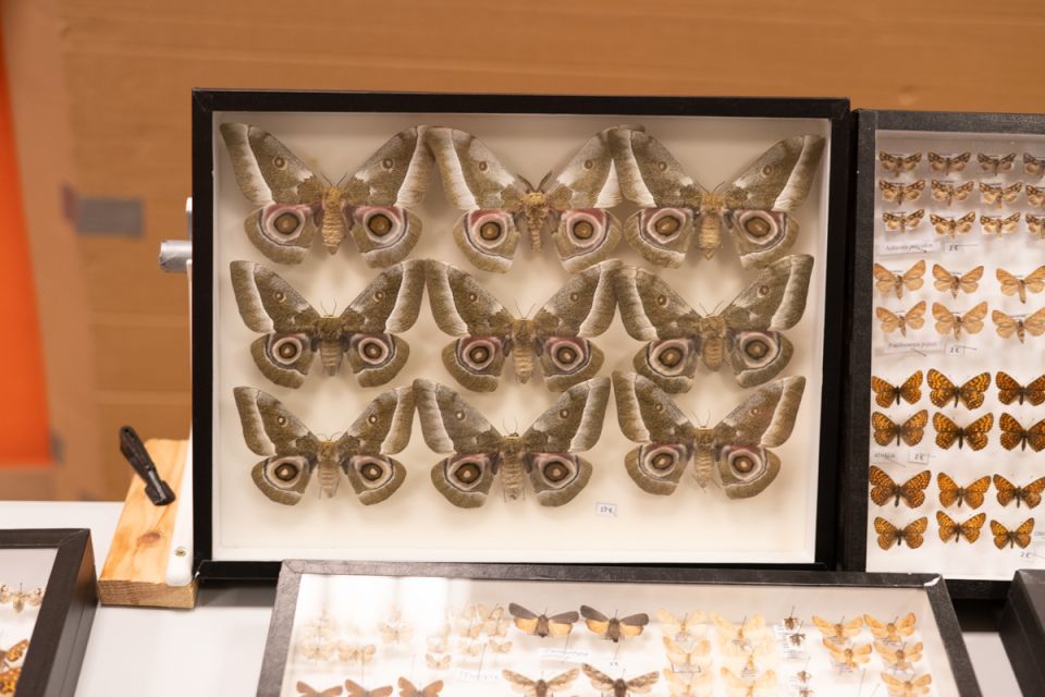 Modliszki, motyle i pasjonaci - Za nami II Międzynarodowy Dzień Wymiany Owadów i Targi Entomologiczne w Muzeum Górnośląskim w Bytomiu [FOTO] - galeria