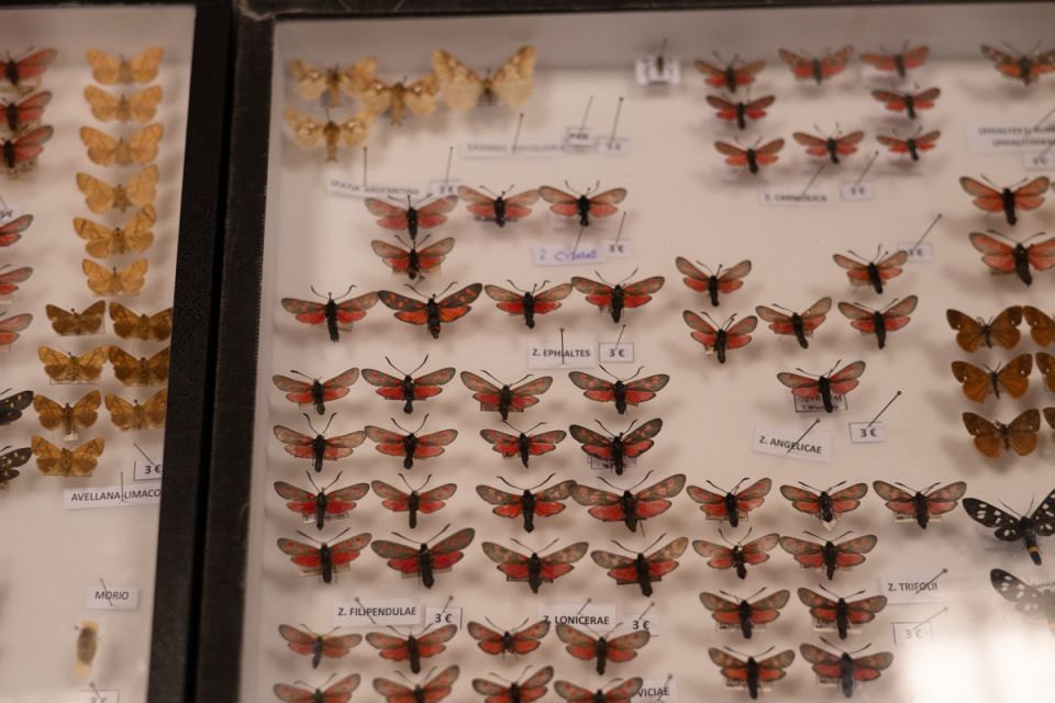 Modliszki, motyle i pasjonaci - Za nami II Międzynarodowy Dzień Wymiany Owadów i Targi Entomologiczne w Muzeum Górnośląskim w Bytomiu [FOTO] - galeria