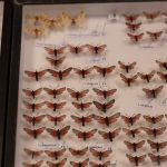 Modliszki, motyle i pasjonaci - Za nami II Międzynarodowy Dzień Wymiany Owadów i Targi Entomologiczne w Muzeum Górnośląskim w Bytomiu [FOTO] - galeria