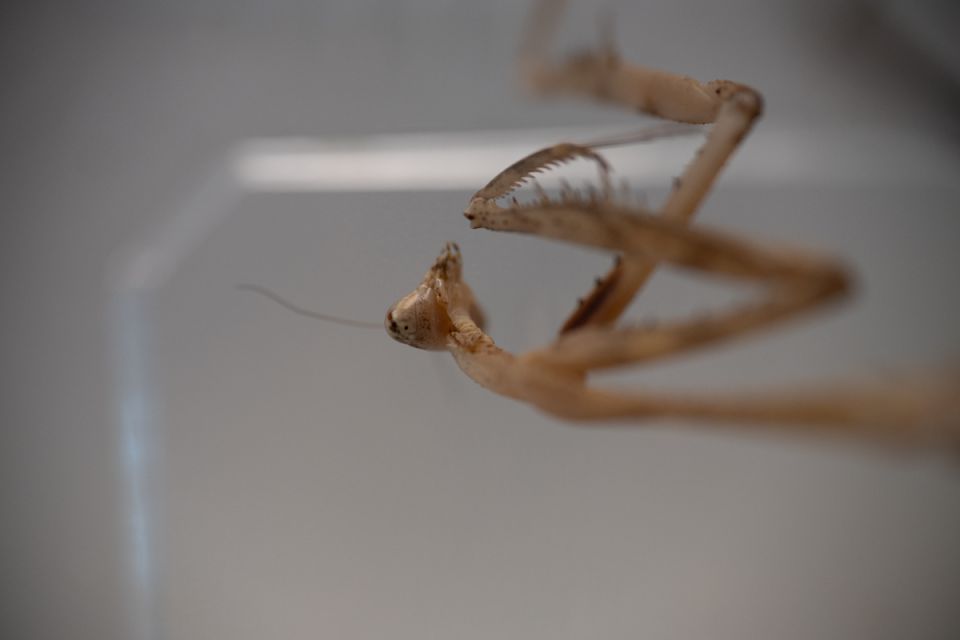 Modliszki, motyle i pasjonaci - Za nami II Międzynarodowy Dzień Wymiany Owadów i Targi Entomologiczne w Muzeum Górnośląskim w Bytomiu [FOTO] - galeria