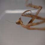 Modliszki, motyle i pasjonaci - Za nami II Międzynarodowy Dzień Wymiany Owadów i Targi Entomologiczne w Muzeum Górnośląskim w Bytomiu [FOTO] - galeria