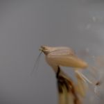 Modliszki, motyle i pasjonaci - Za nami II Międzynarodowy Dzień Wymiany Owadów i Targi Entomologiczne w Muzeum Górnośląskim w Bytomiu [FOTO] - galeria