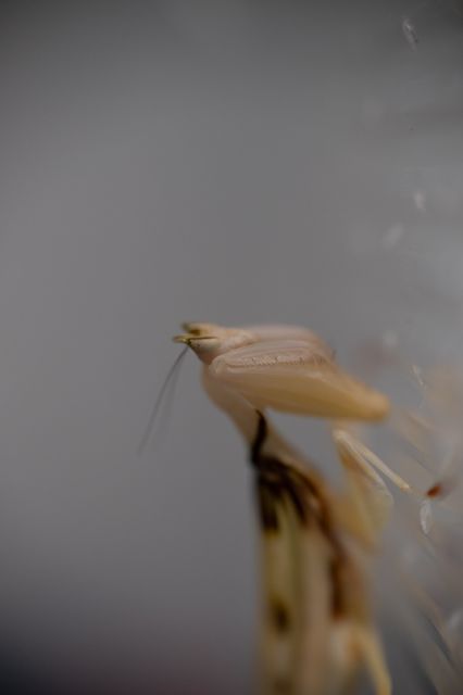 Modliszki, motyle i pasjonaci - Za nami II Międzynarodowy Dzień Wymiany Owadów i Targi Entomologiczne w Muzeum Górnośląskim w Bytomiu [FOTO] - galeria