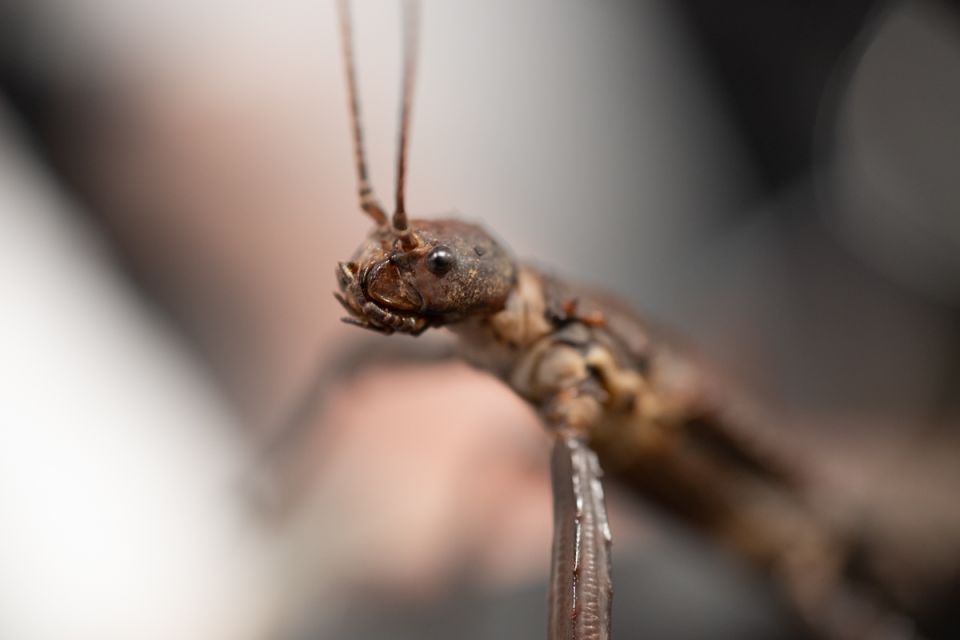 Modliszki, motyle i pasjonaci - Za nami II Międzynarodowy Dzień Wymiany Owadów i Targi Entomologiczne w Muzeum Górnośląskim w Bytomiu [FOTO] - galeria