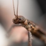 Modliszki, motyle i pasjonaci - Za nami II Międzynarodowy Dzień Wymiany Owadów i Targi Entomologiczne w Muzeum Górnośląskim w Bytomiu [FOTO] - galeria