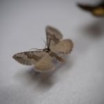 Modliszki, motyle i pasjonaci - Za nami II Międzynarodowy Dzień Wymiany Owadów i Targi Entomologiczne w Muzeum Górnośląskim w Bytomiu [FOTO] - galeria