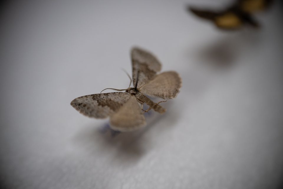 Modliszki, motyle i pasjonaci - Za nami II Międzynarodowy Dzień Wymiany Owadów i Targi Entomologiczne w Muzeum Górnośląskim w Bytomiu [FOTO] - galeria