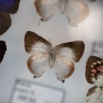Modliszki, motyle i pasjonaci - Za nami II Międzynarodowy Dzień Wymiany Owadów i Targi Entomologiczne w Muzeum Górnośląskim w Bytomiu [FOTO] - galeria