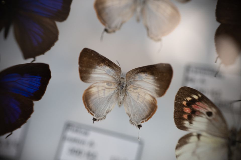 Modliszki, motyle i pasjonaci - Za nami II Międzynarodowy Dzień Wymiany Owadów i Targi Entomologiczne w Muzeum Górnośląskim w Bytomiu [FOTO] - galeria