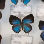 Modliszki, motyle i pasjonaci - Za nami II Międzynarodowy Dzień Wymiany Owadów i Targi Entomologiczne w Muzeum Górnośląskim w Bytomiu [FOTO] - galeria