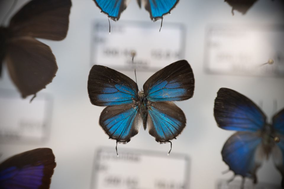 Modliszki, motyle i pasjonaci - Za nami II Międzynarodowy Dzień Wymiany Owadów i Targi Entomologiczne w Muzeum Górnośląskim w Bytomiu [FOTO] - galeria