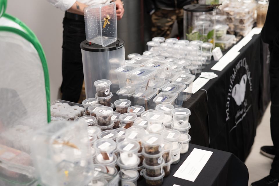 Modliszki, motyle i pasjonaci - Za nami II Międzynarodowy Dzień Wymiany Owadów i Targi Entomologiczne w Muzeum Górnośląskim w Bytomiu [FOTO] - galeria