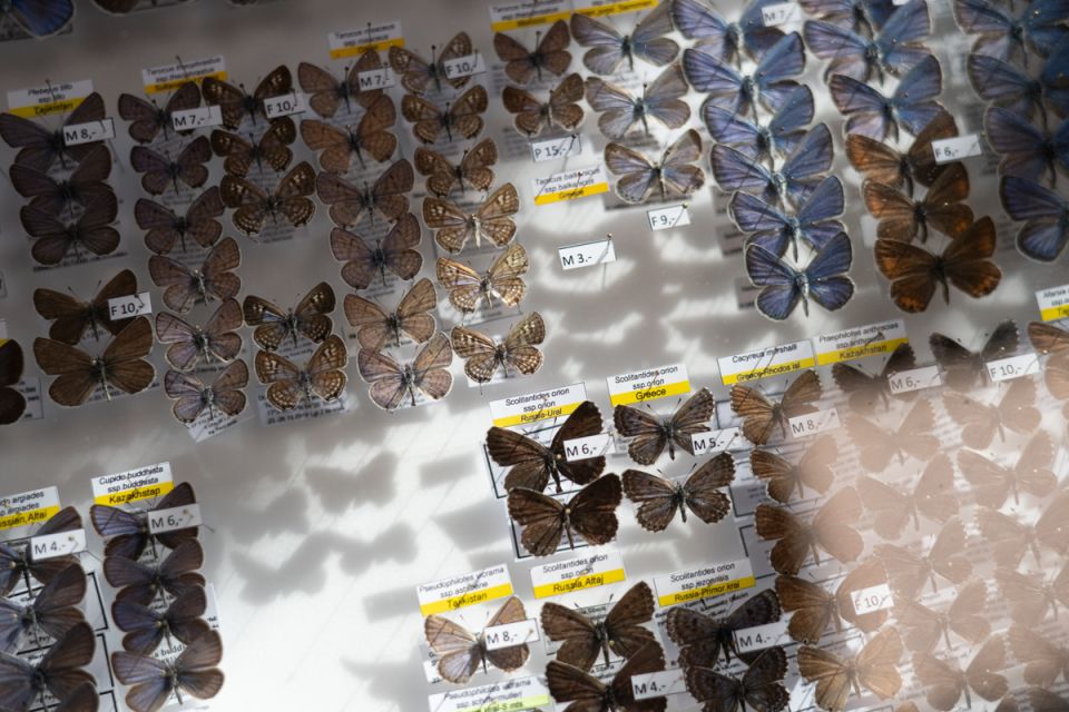 Modliszki, motyle i pasjonaci - Za nami II Międzynarodowy Dzień Wymiany Owadów i Targi Entomologiczne w Muzeum Górnośląskim w Bytomiu [FOTO] - galeria