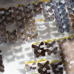 Modliszki, motyle i pasjonaci - Za nami II Międzynarodowy Dzień Wymiany Owadów i Targi Entomologiczne w Muzeum Górnośląskim w Bytomiu [FOTO] - galeria