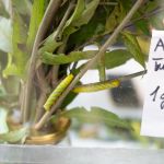 Modliszki, motyle i pasjonaci - Za nami II Międzynarodowy Dzień Wymiany Owadów i Targi Entomologiczne w Muzeum Górnośląskim w Bytomiu [FOTO] - galeria