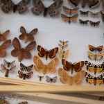 Modliszki, motyle i pasjonaci - Za nami II Międzynarodowy Dzień Wymiany Owadów i Targi Entomologiczne w Muzeum Górnośląskim w Bytomiu [FOTO] - galeria