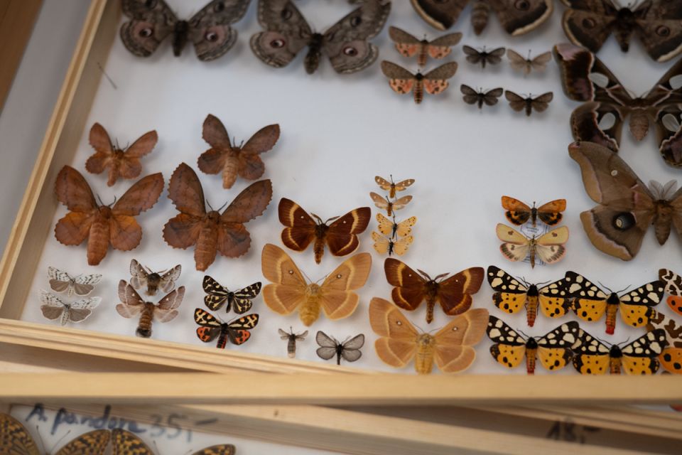 Modliszki, motyle i pasjonaci - Za nami II Międzynarodowy Dzień Wymiany Owadów i Targi Entomologiczne w Muzeum Górnośląskim w Bytomiu [FOTO] - galeria