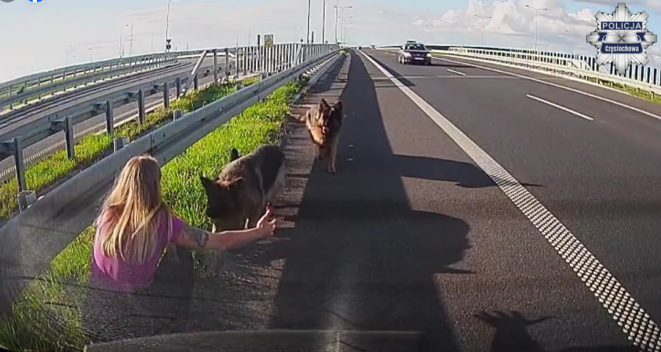 Policjantka z Częstochowy uratowała psy z ruchliwej drogi - galeria