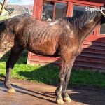 Cieszyn: 66-latek odpowie za znęcanie się nad zwierzętami - galeria