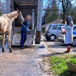 Cieszyn: 66-latek odpowie za znęcanie się nad zwierzętami - galeria