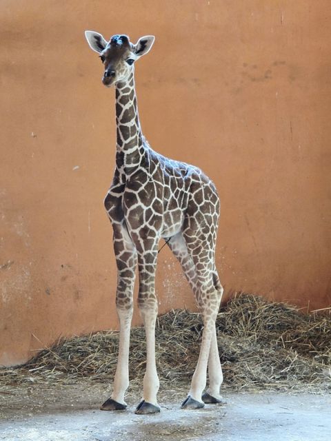 Nowy samiec w Śląskim ZOO – poznaliśmy płeć nowo narodzonej żyrafy - galeria