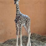 Nowy samiec w Śląskim ZOO – poznaliśmy płeć nowo narodzonej żyrafy - galeria