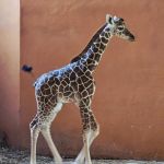 Nowy samiec w Śląskim ZOO – poznaliśmy płeć nowo narodzonej żyrafy - galeria