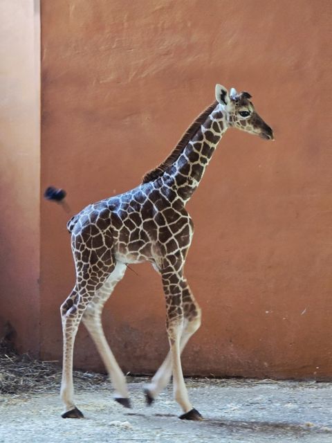 Nowy samiec w Śląskim ZOO – poznaliśmy płeć nowo narodzonej żyrafy - galeria