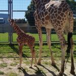 Nowy samiec w Śląskim ZOO – poznaliśmy płeć nowo narodzonej żyrafy - galeria