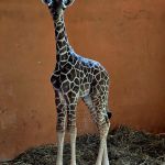 Nowy samiec w Śląskim ZOO – poznaliśmy płeć nowo narodzonej żyrafy - galeria