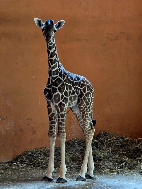Nowy samiec w Śląskim ZOO – poznaliśmy płeć nowo narodzonej żyrafy - galeria