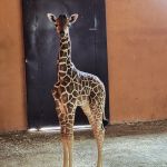 Nowy samiec w Śląskim ZOO – poznaliśmy płeć nowo narodzonej żyrafy - galeria