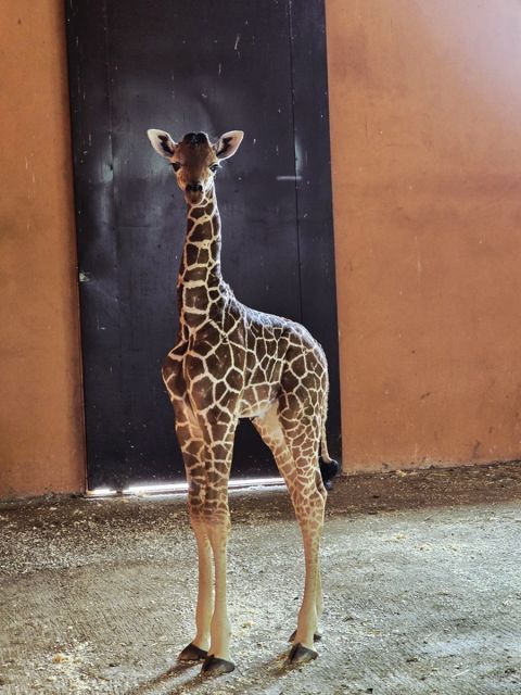 Nowy samiec w Śląskim ZOO – poznaliśmy płeć nowo narodzonej żyrafy - galeria