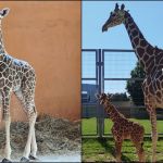 Nowy samiec w Śląskim ZOO – poznaliśmy płeć nowo narodzonej żyrafy - galeria